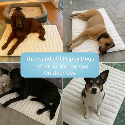 The innovative cooling mat for dogs